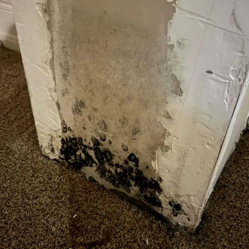 Professional Mold Removal in North Ridgeville, OH
